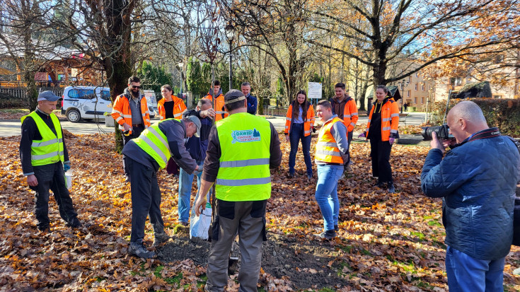 LK104, ochrona środowiska, drzewo, www.podleze-piekielko.pl, Rabka-Zdrój, nasadzenie