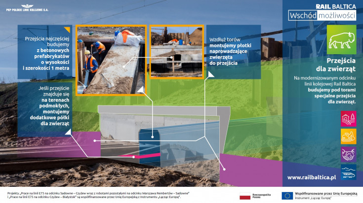 most, ekologia, modernizacja, materiał informacyjny, infografika, Rail Baltica, ekodukt, przejście, środowisko, zwierzęta, ochrona środowiska