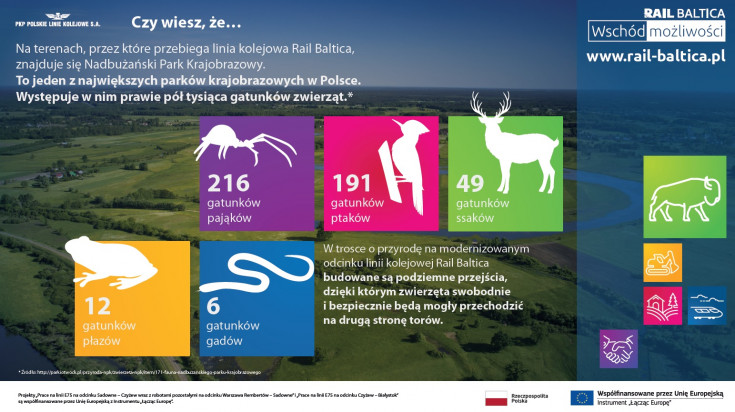 most, ekologia, modernizacja, materiał informacyjny, infografika, Rail Baltica, ekodukt, przejście, środowisko, zwierzęta, ochrona środowiska