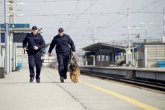 mobilne centrum monitoringu, noktowizor, fotopułapka, samochód terenowy, pies służbowy